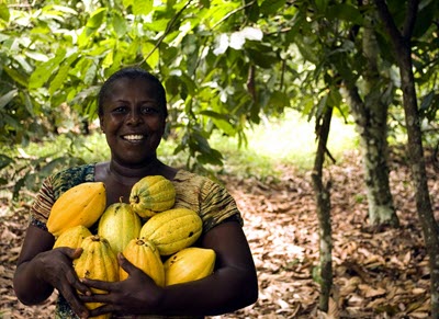 Cocoa Commodities - Commodity trading for beginners