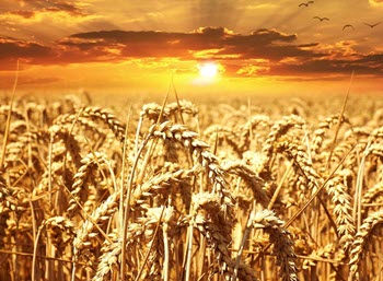 Wheat Commodities - Commodity trading for beginners