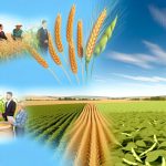 How Agricultural Commodities (Wheat, Corn, Soybeans) Are Traded